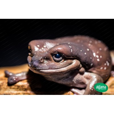 Rana gigante arborícola - Litoria caerulea (Adultos)